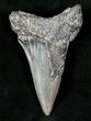 XL Fossil Mako Shark Tooth - South Carolina #13246-1